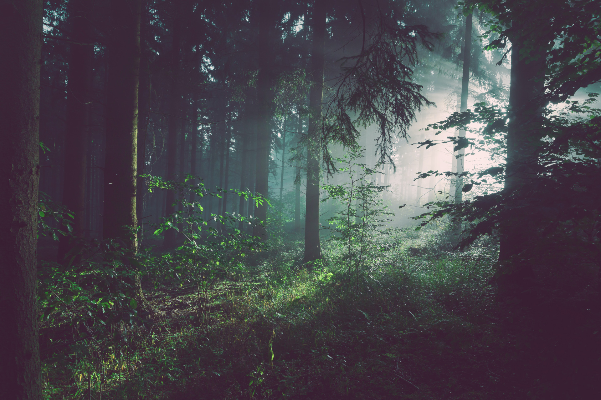 Peer-Span Titelbild Wald mit Lichteinfall